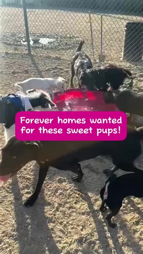 Amazing Dogs Rescue on TikTok