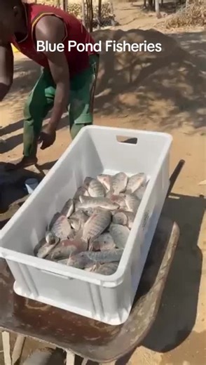 🔥*Blue Pond Fisheries*🔥 🐟 *TILAPIA FISH FARMING: BUILDING ZIMBABWE, ONE POND AT A TIME 🇿🇼* Tilapia fish farming is no longer just agriculture — it’s income, jobs, food security, and community empowerment. Across Zimbabwe, families are earning steady incomes, youths are creating jobs, and communities are thriving because of fish farming. 💙 *Blue Pond Fisheries* is proud to be at the center of this transformation. When you buy from us, you’re not just buying fish farming inputs — 👉 you’re i