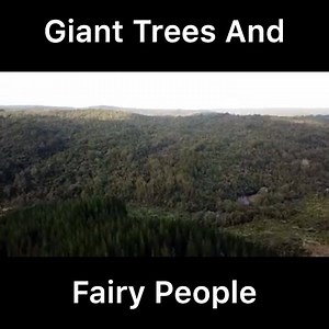 88K views · 1.3K reactions | The mysterious Waipoua Forest, NZ  The...