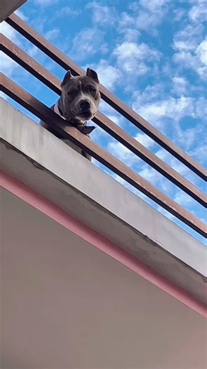 GSD_Alice on Instagram: "Chlo #doglover #dogsofinstagram #cutedogs #trendingnow #instareel #dogoftheday #gsdalicevlogs #germanshepherd #alice #oscar #pitbull #tractorloverzz❤️"