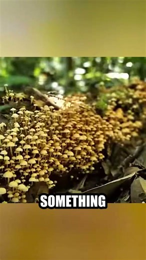 Nature's internet: The fascinating world of mycelium