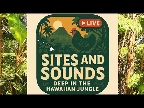 ASMR Sites and Sounds Deep in the Hawaiian Jungle PARADISE UNPLUGGED HAWAII is live!
