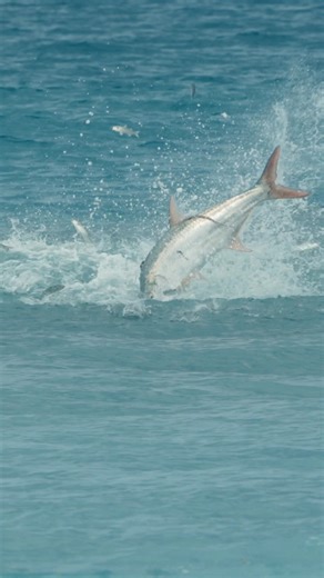 Unreal shot of a tarpon feeding! #fishing #tarpon | Landshark Outdoors