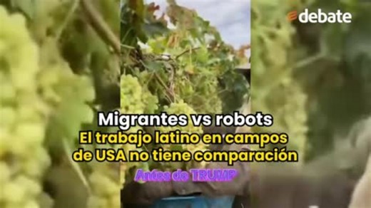Migrantes vs robots: El trabajo latino en campos de USA no tiene comparación