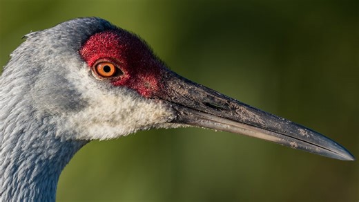 Nikon D850 and Nikon 500F4 VR - Bird Photography Easter Morning Surprise
