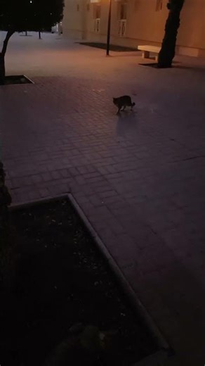 cats mating season 😍😙