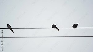 Drongo bird flock on electric cable line on white grey screen, bird action and staning , wild animals concept