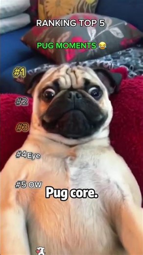Top 5 PUG Moments 😂🐶 These dogs are hilarious 😭💀 #funny #dogs #funnyanimal #pets #cute