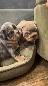 He was born grumpy 🥹🐶 #EnglishBulldog #BulldogLove #BulldogLife #BulldogsofInstagram #BulldogPuppy #BulldogNation #BulldogsofIG #BulldogCommunity #BulldogLovers #BulldogFamily #DogsofInstagram #DogLovers #DogLife #InstaDog #puppylove #Dogstagram #CuteDogs #PuppyLife #DogsofIG #Dogs_of_World | The Bully Village