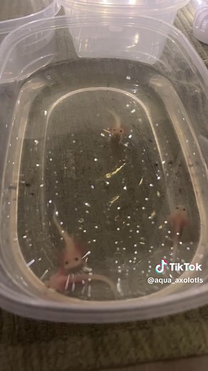 Baby Axolotls update! They are almost 4 months old now, becoming much more aware or their surroundings. Many went to thier forever homes and 15 more will be leaving by the new years! 🎉 (they are in tubs for feeding makes it much more convenient!) Comment below some name suggestions as I will be keeping 2 out of the batch! #axolotl #cute #fish #cutie