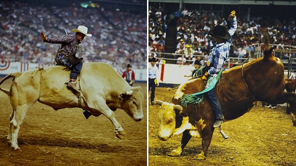 Bodacious, the baddest bull of them all, and a champion bull rider will be inducted into the Rodeo Hall of Fame