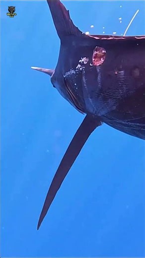 5 Jungli Janwaron ke Facts 😱#wildanimals #animalfacts #shorts #facts #ytshorts #trendingfacts