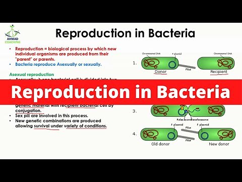 Reproduction in Bacteria | Sexual and Asexual Reproduction | Conjugation and Binary Fission