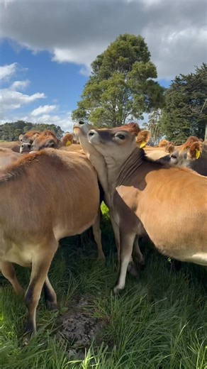 2.3K views · 53 reactions | Look what Farmer Phils found a beautiful herd of Jersey heifers. The one we reared in our last calving season | Phillip Hughes | Facebook