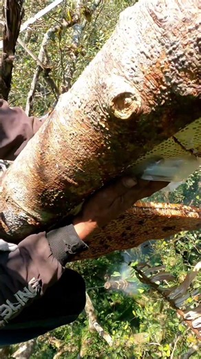 Harvesting wild forest honey #shorts