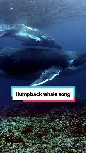 Humpback whale songs 🎶 #whale #humpbackwhales #whalesong #naturedocumentary #ocean