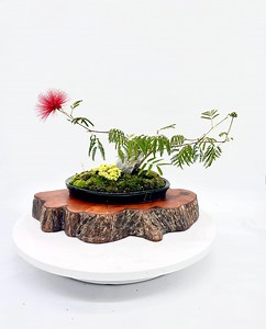 Mexican Powder Puff (rare) Bonsai Tree, Showy Bloom, Exact Tree - Etsy