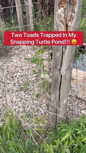 Rescuing Toads from the Snapping Turtle Pond