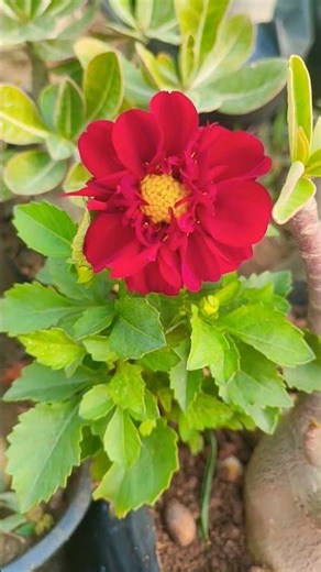 How to Grow Dahlias (Beginner's Guide)