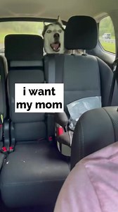 groomer has it…. Huskies are dramatic 🚿 | The Husky Moon