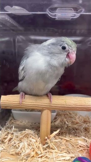 画角から外れるマメルリハ #pacificparrotlet #birds #parrot #ターコイズヘビーパイドモーブ