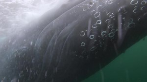 63K views · 6.7K reactions | Check out this awesome GoPro video of this friendly whale that approached our vessel all on its own. While our boat sat in neutral these whales decided to come in and get a closer look. This video was filmed with a GoPro on a 10 foot pole resting against the side of the boat and heavily cropped. All whale watching regulations were followed Video By Evan Brodsky ￼ | Monterey Bay Whale Watch | Facebook