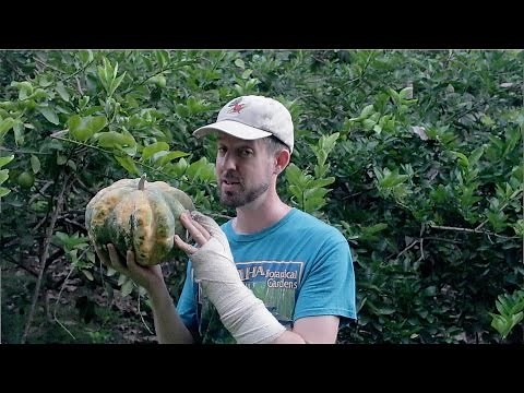 A Beautiful Pumpkin and my Pumpkin Breeding Goals