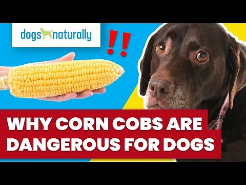 Why Corn Cobs Are Dangerous For Dogs
