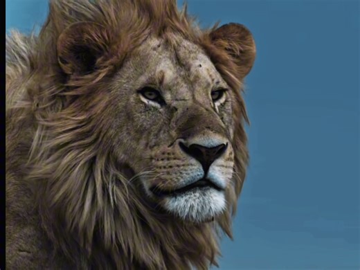 Golden Boys of Serengeti: Unveiling the Black Rock Nomads