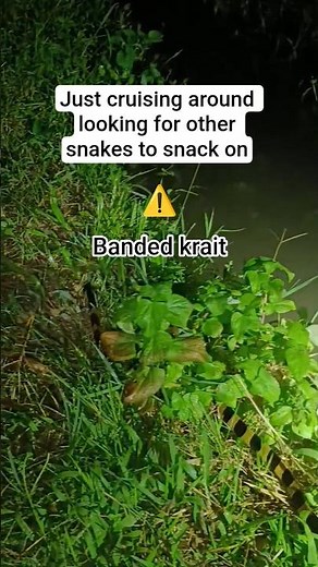 Black & Yellow Snake of Asia 🐍 | Deadly Banded Krait Explained in 30 Secs!