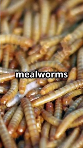 The Hidden Benefits of Insect Farming!