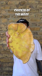 Chicken of the woods #fungi #mushrooms #cooking #healthyrecipes #easyrecipes | Spicymoustache
