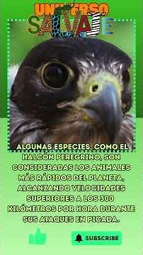 El Halcón: El Cazador Más Rápido del Cielo.