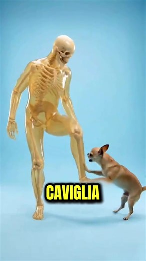 Le razze di cani che ti portano in paradiso