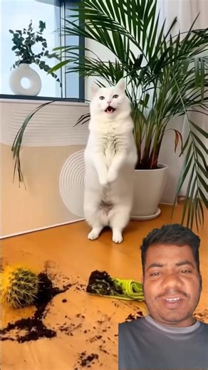 Cat vs washing Machine 😁 #short #funny #humor #cat #comedy #catstory