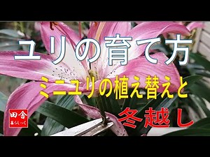 How to grow lilies: Repotting mini lilies and overwintering them