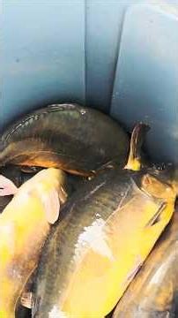 July 24, 2026. Large carp arrived at Paju Sambang Fishing Pond. Reporting from the field by the P...
