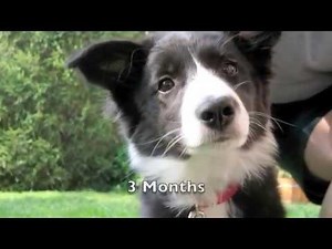Scrappy the Border Collie Puppy
