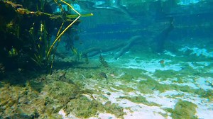 Five freshwater predators powerful enough to kill humans at close range