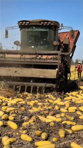 Mega Melon Harvest Machine in Action! #farming #harvester #agriculture