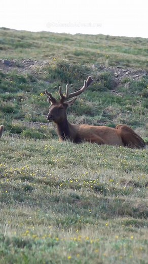 41K views · 847 reactions | I recognize this big bull elk! Can't miss him with those antlers. . . . #bullelk #elk #fbreels #wildlifereels #fyp #coloradoadventures #reels #natgeowild #Colorado #natgeo #rmnp #rockymountainnationalpark | Colorado Adventures | Facebook