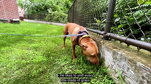 11K views · 311 reactions | It has been 380 days since Rusty came in...