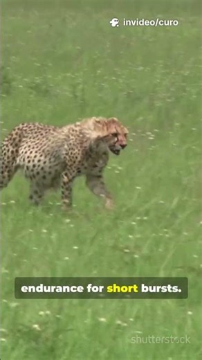 How do Cheetah run so FAST??!! #sciencefacts #facts #sustainablesolutions #science #eyes