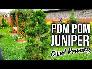 Cloud Pruning Hollywood Pompom Juniper: End of Spring Cleanup!
