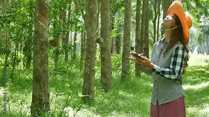 Smart Farmer Asian Female Farmer In a rubber plantation with rubber trees in a row Rubber is an economic crop in the south of Thailand. Natural latex is an agricultural industry in Thailand.
