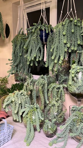 Reviving Leggy Burro’s Tail Plants for Spring