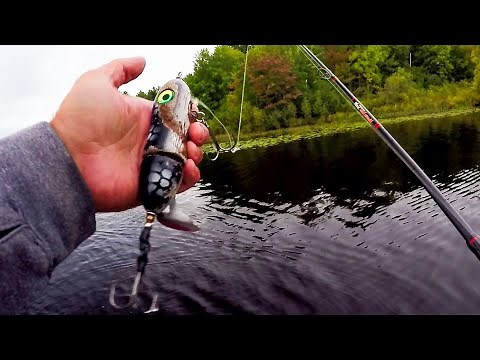 MUSKY FISHING NORTHERN WISCONSIN!! - Fall Muskies Go Bananas for Topwater