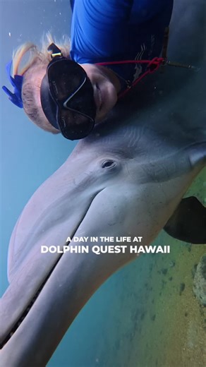 You asked, we listened. Introducing Dolphin Quest behind the scenes - starting with Maddie at our Big Island Hawaii location! No two days here are ever the same. Our Crew works with a fluid and flexible schedule shaped around what our dolphins need. There’s no way to fit it all into one video, so stay tuned as we keep showing you how our care comes to life! #bts #cuteanimals #dreamjob #dolphins #Hawaiitiktok