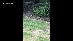 Snapping turtle discovers what goes up must come down