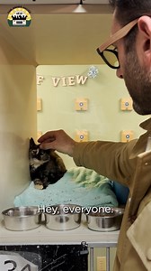 1.7M views · 95K reactions | Sassy's transformation makes me so proud. We don't just rescue dogs! Our cats have wonderful rescue stories and transformations as well  | The Asher House | Facebook